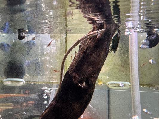 藍腹海龍