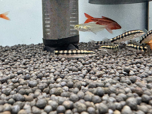 網球鼠