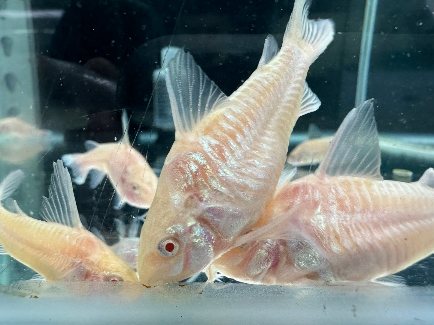 白鼠