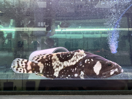 淡水石斑