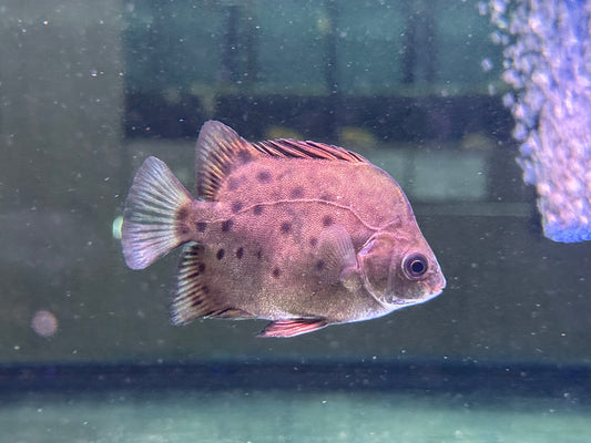 金錢魚