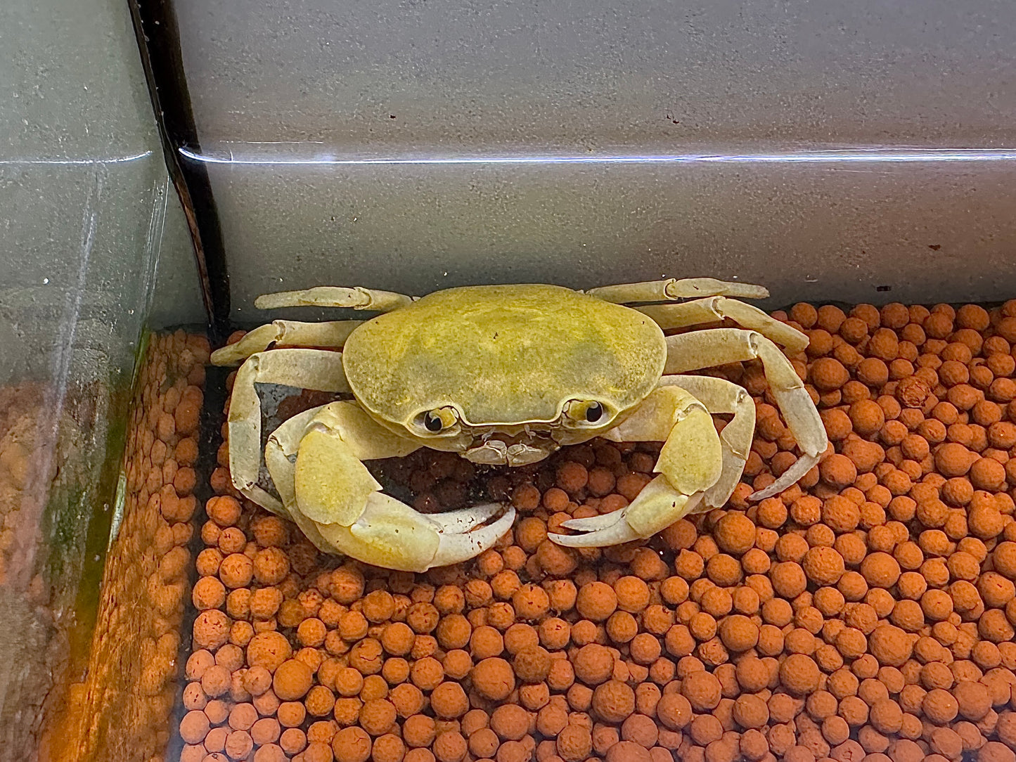 黃金蟹