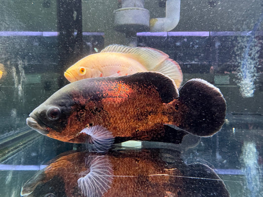 紅花豬