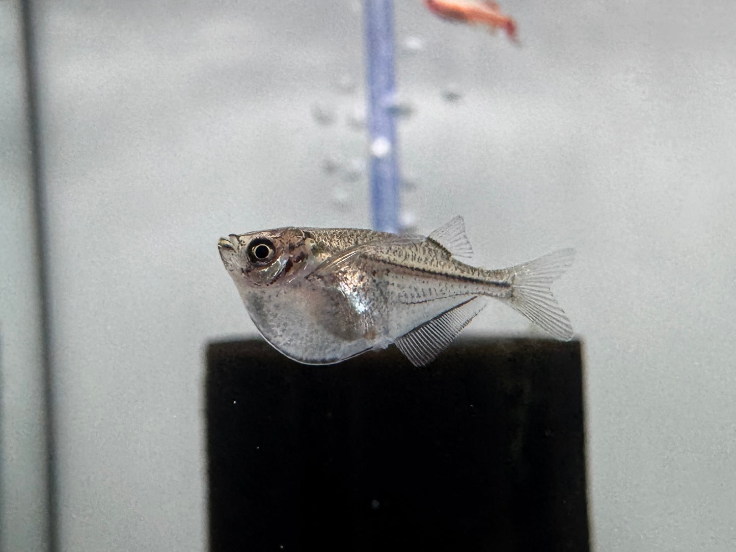 銀燕子魚