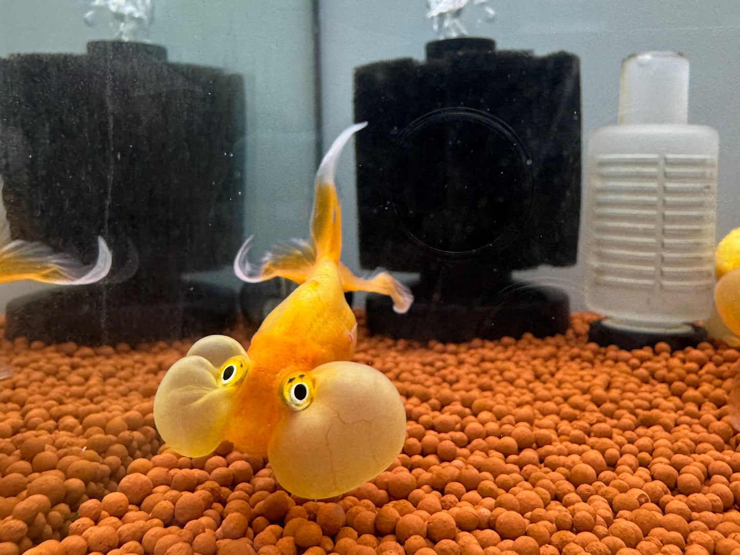 水泡眼