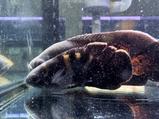 大黃蜂地圖魚