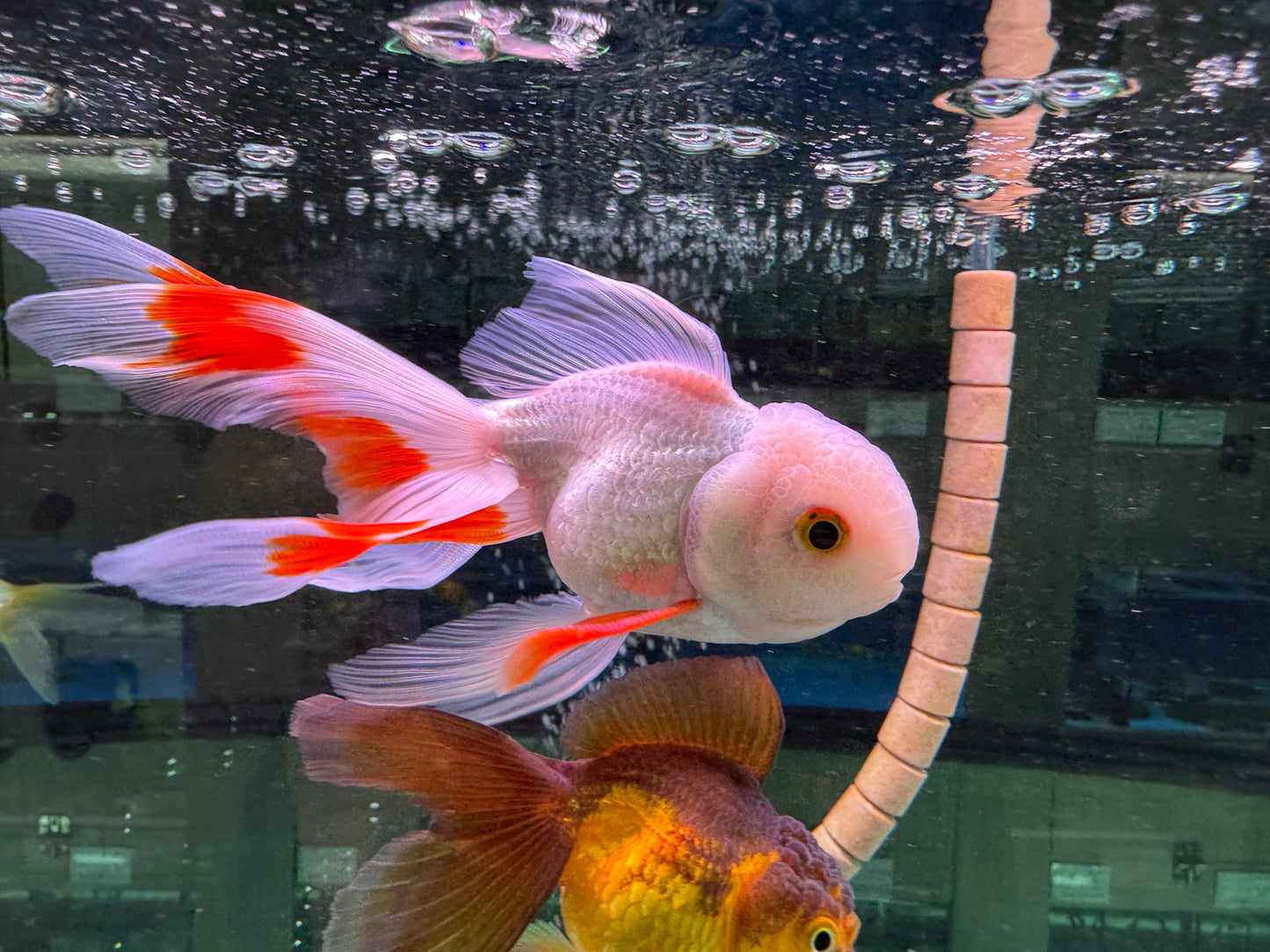 特級泰獅