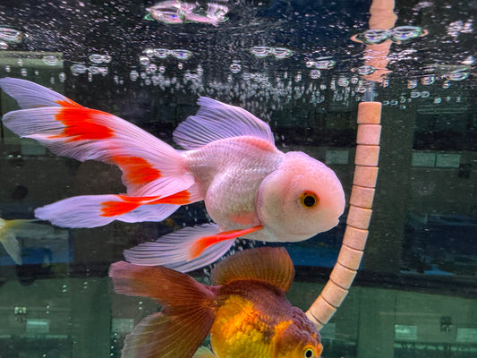 特級泰獅