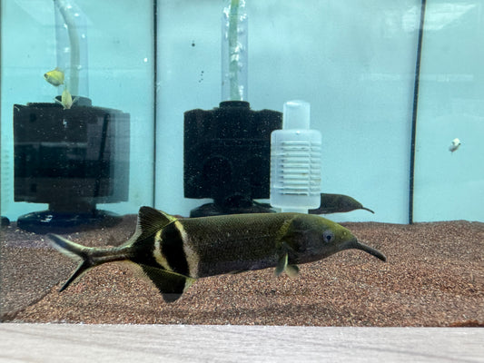 象鼻魚