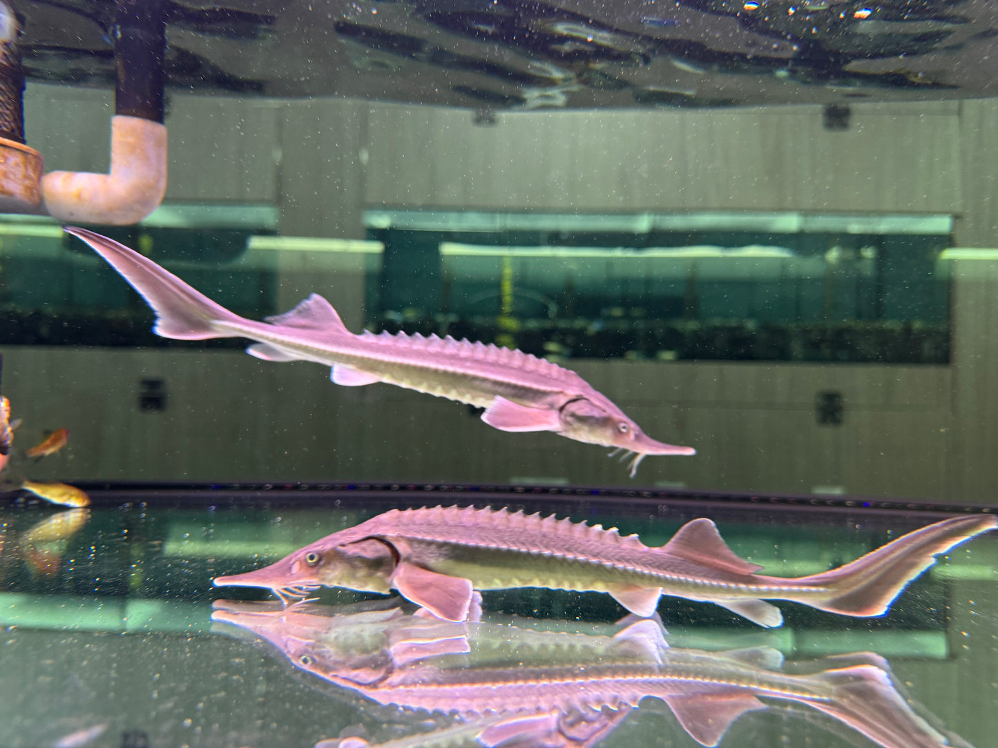 鱘龍魚