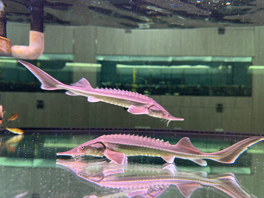 鱘龍魚