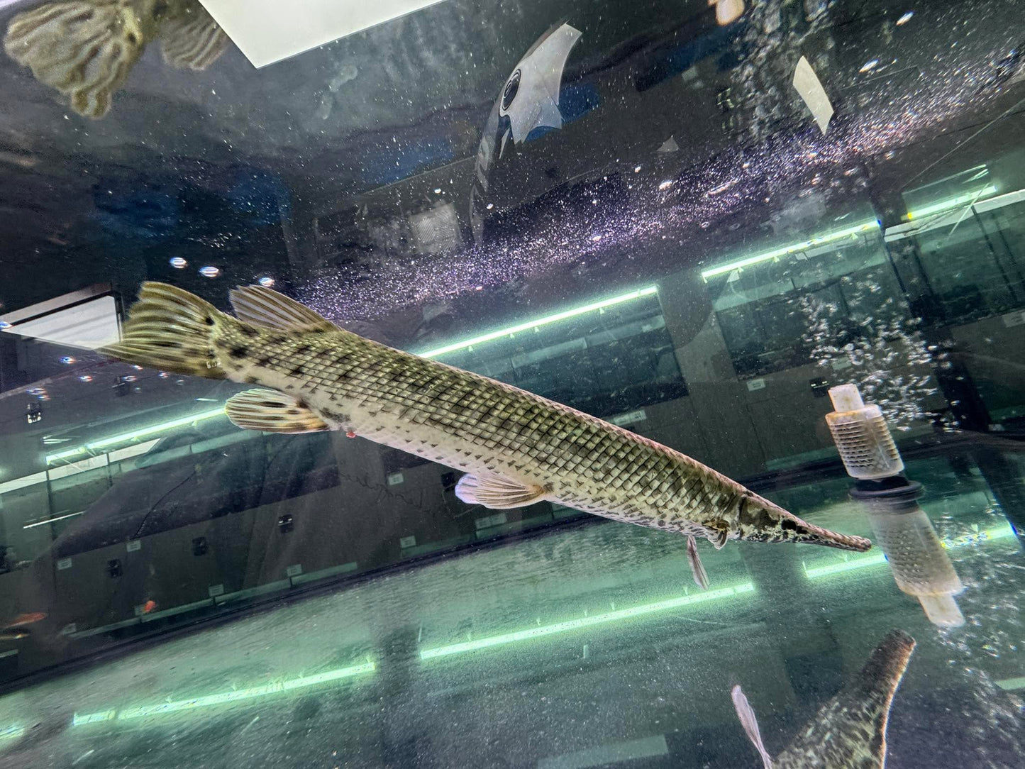 鱷魚火箭