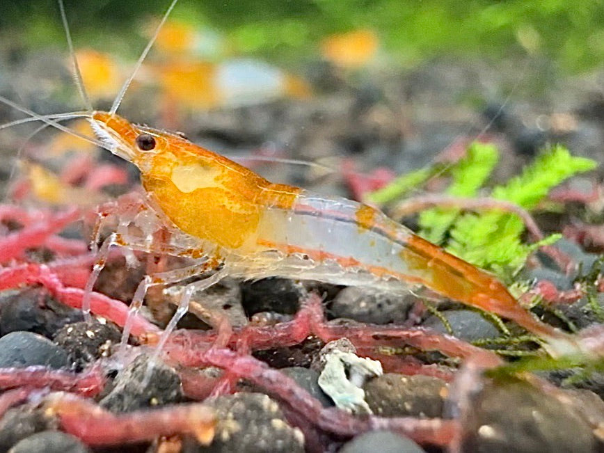 橘琉璃(10隻)