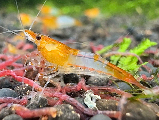 橘琉璃(10隻)