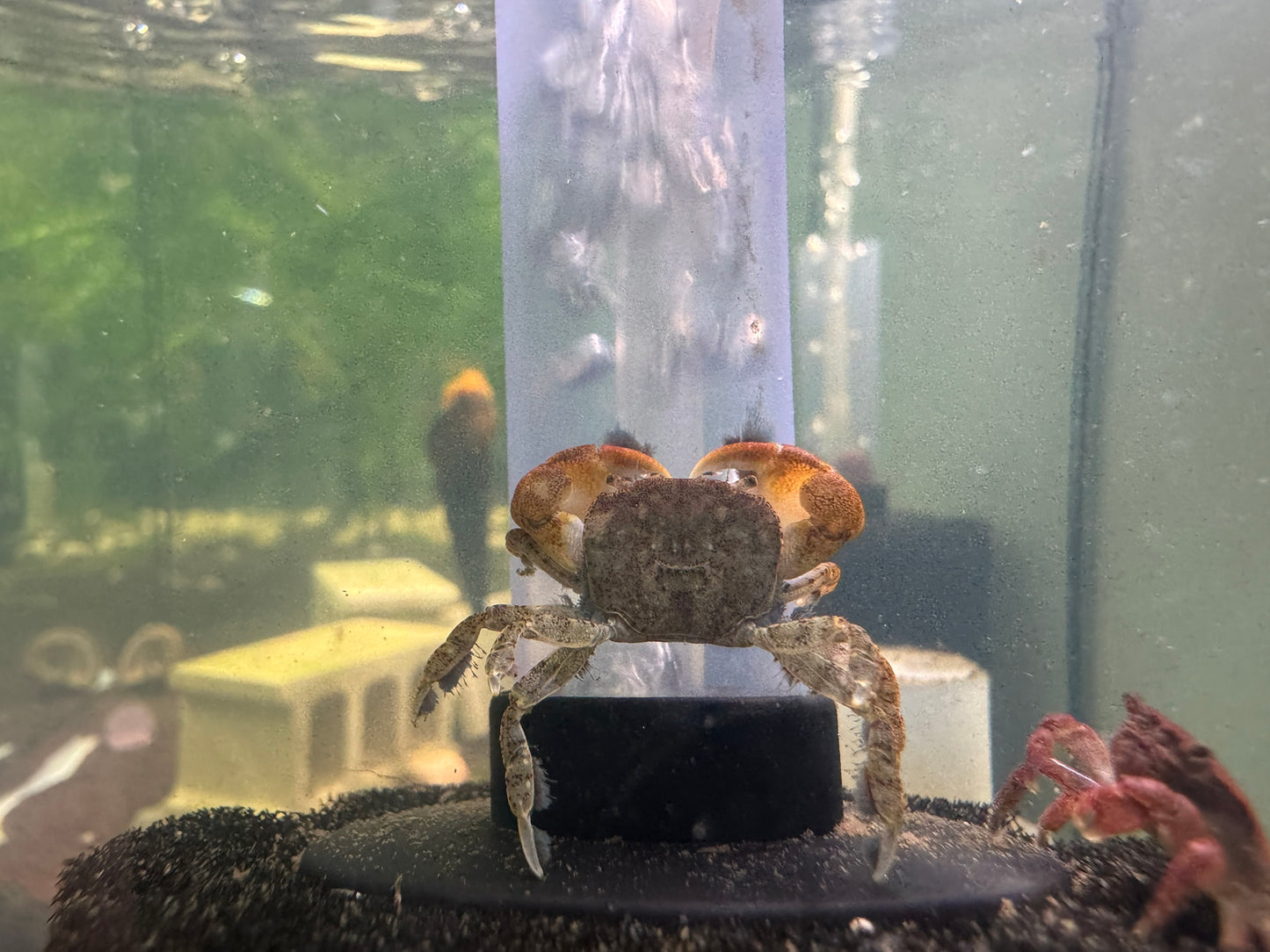 拉拉蟹