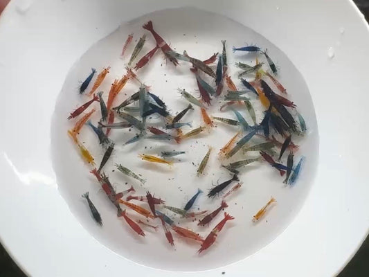 綜合米蝦