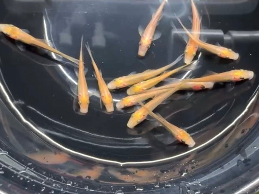 黃金青苔鼠