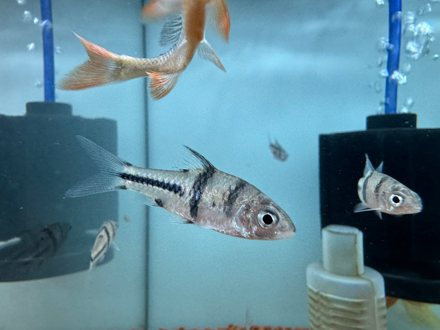 郵差魚