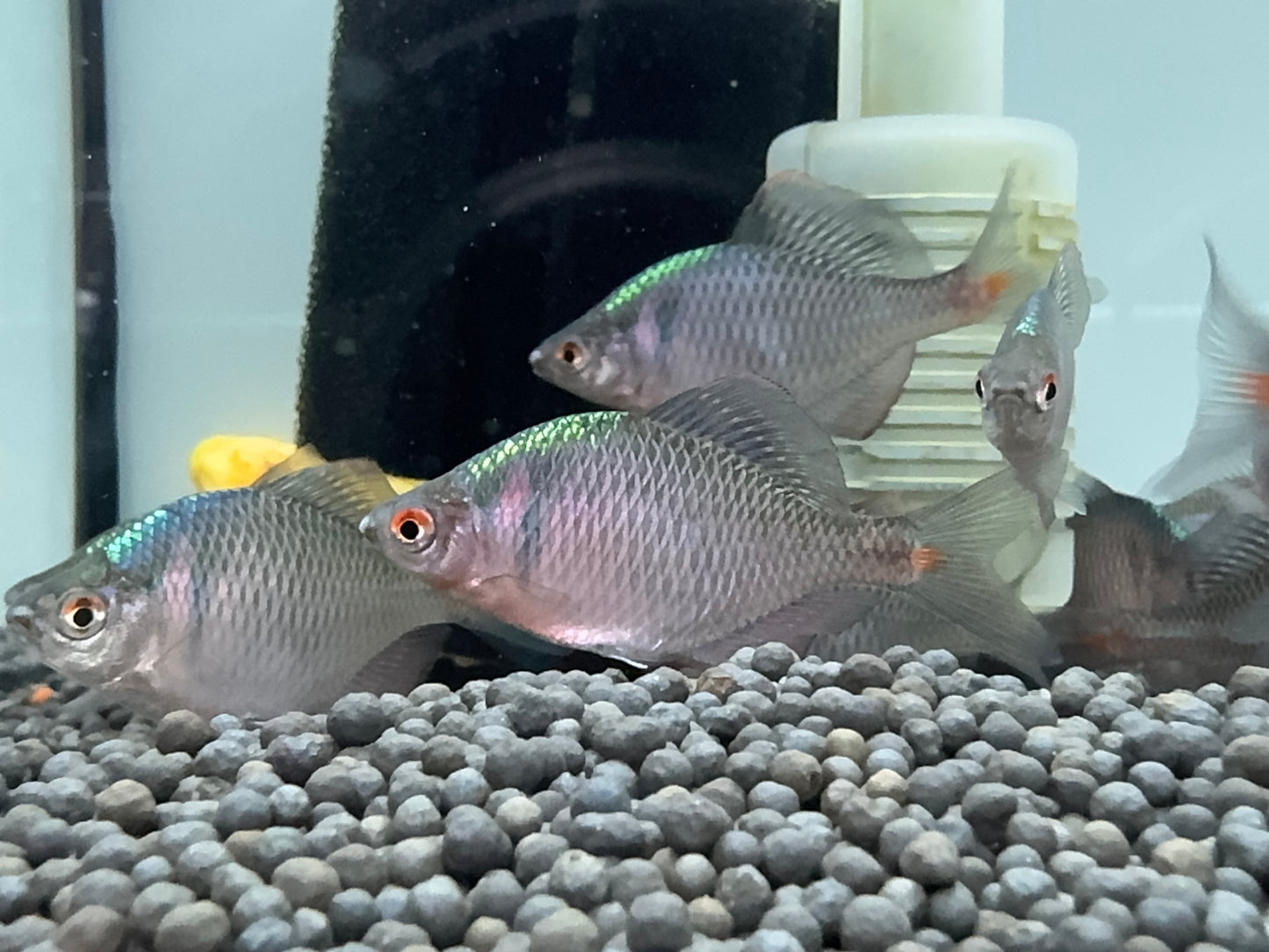 牛屎卿
