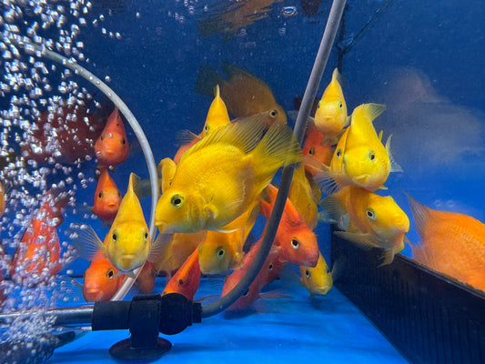黃鸚鵡