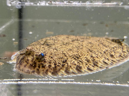 比目魚