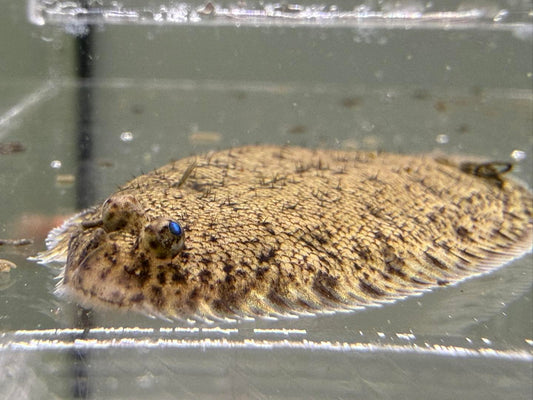 比目魚
