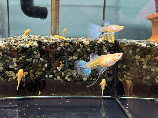 天空藍白子緞帶