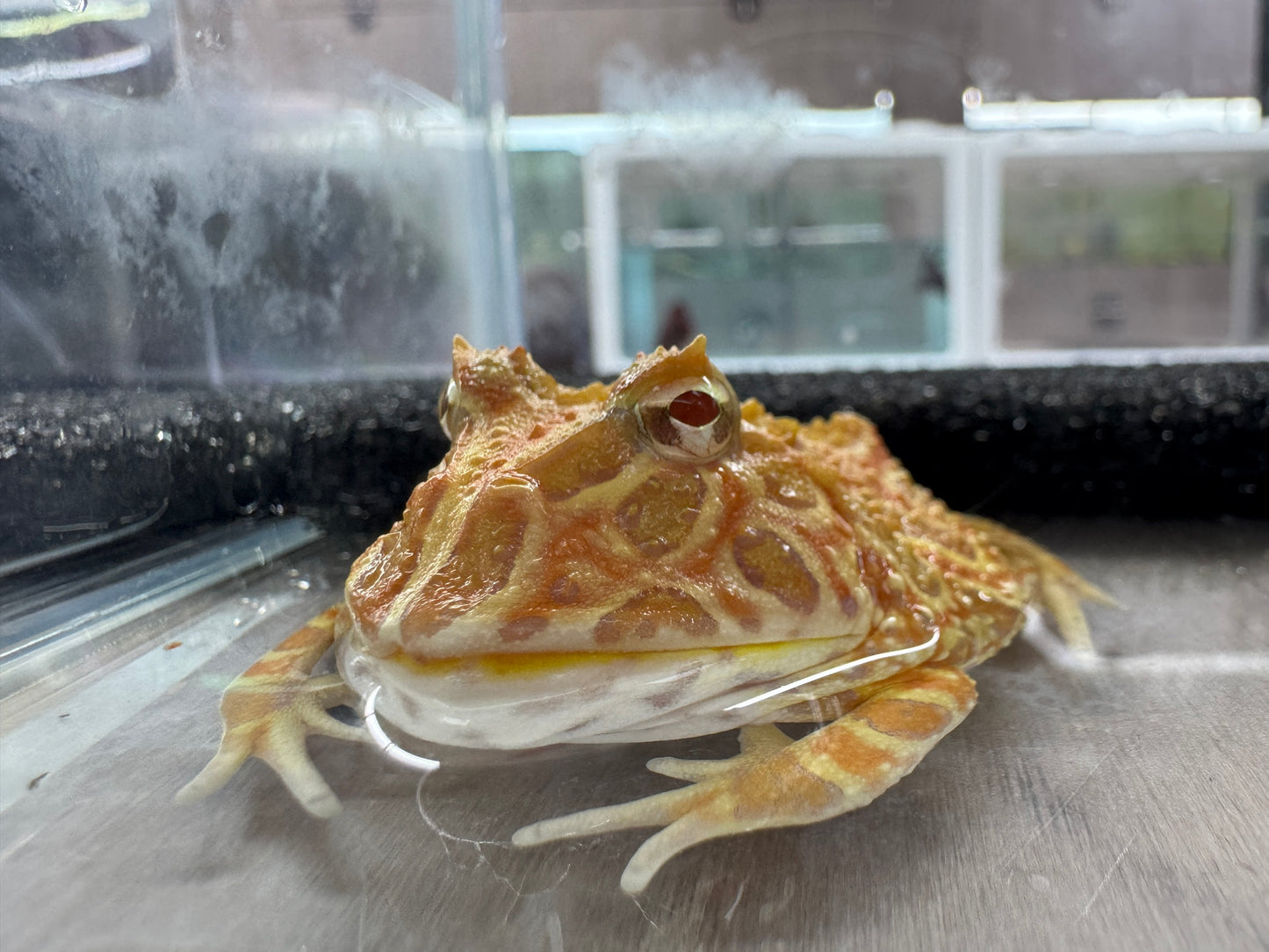大草莓角蛙