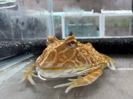 大草莓角蛙