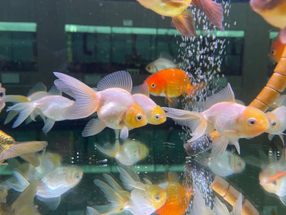 泰獅