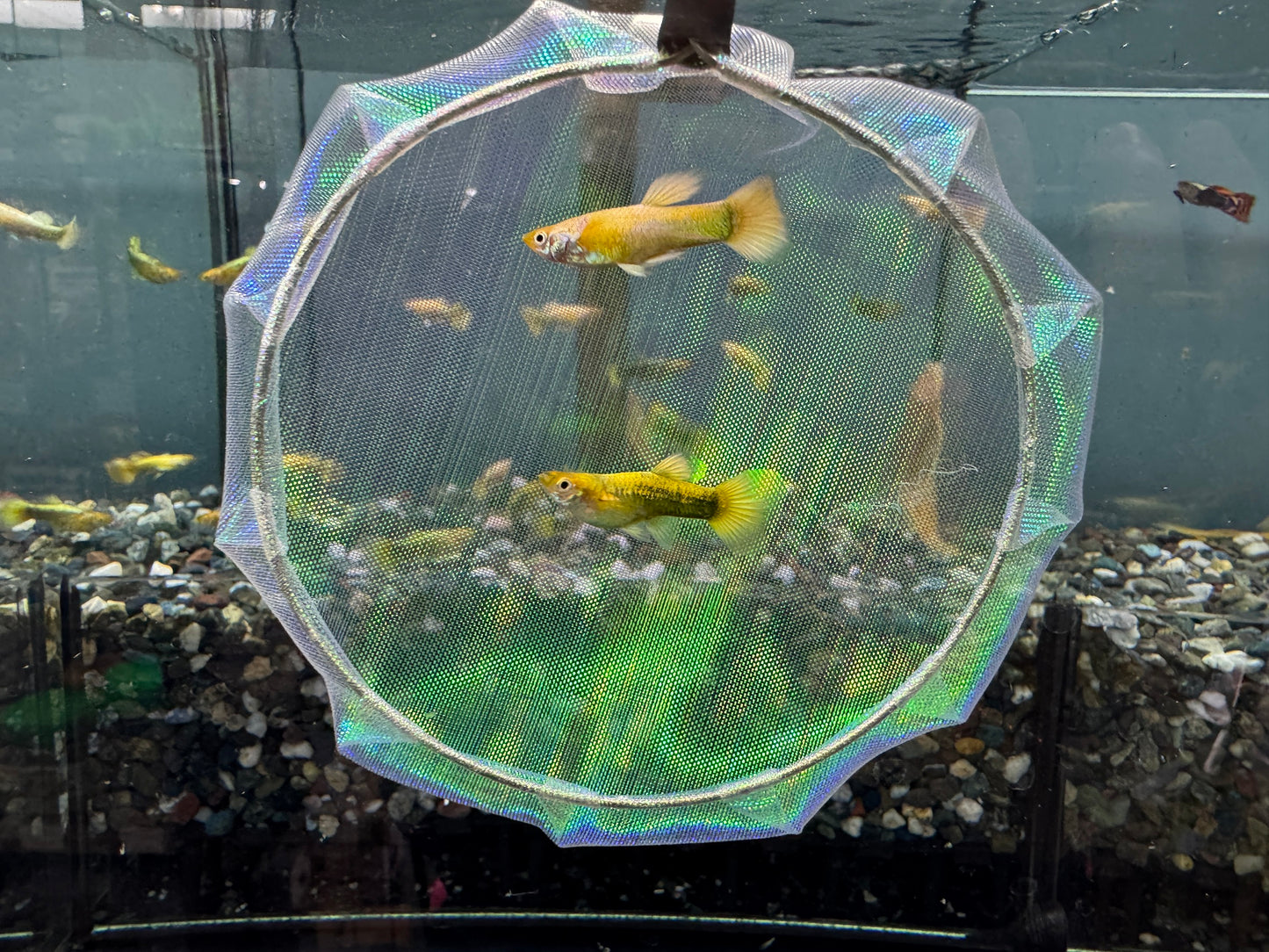 黃金甲