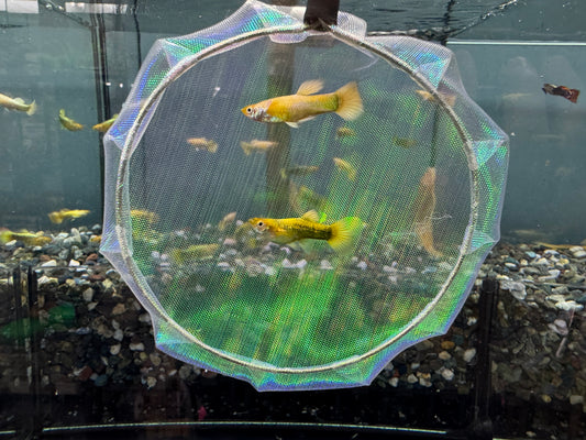 黃金甲
