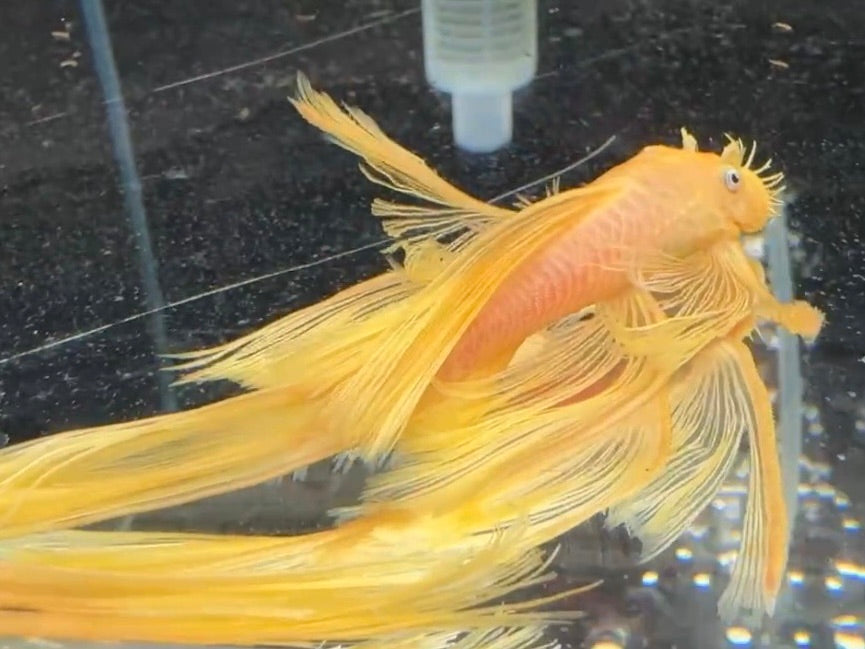 藍眼大帆(種魚)