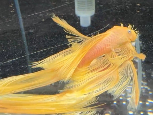 藍眼大帆(種魚)