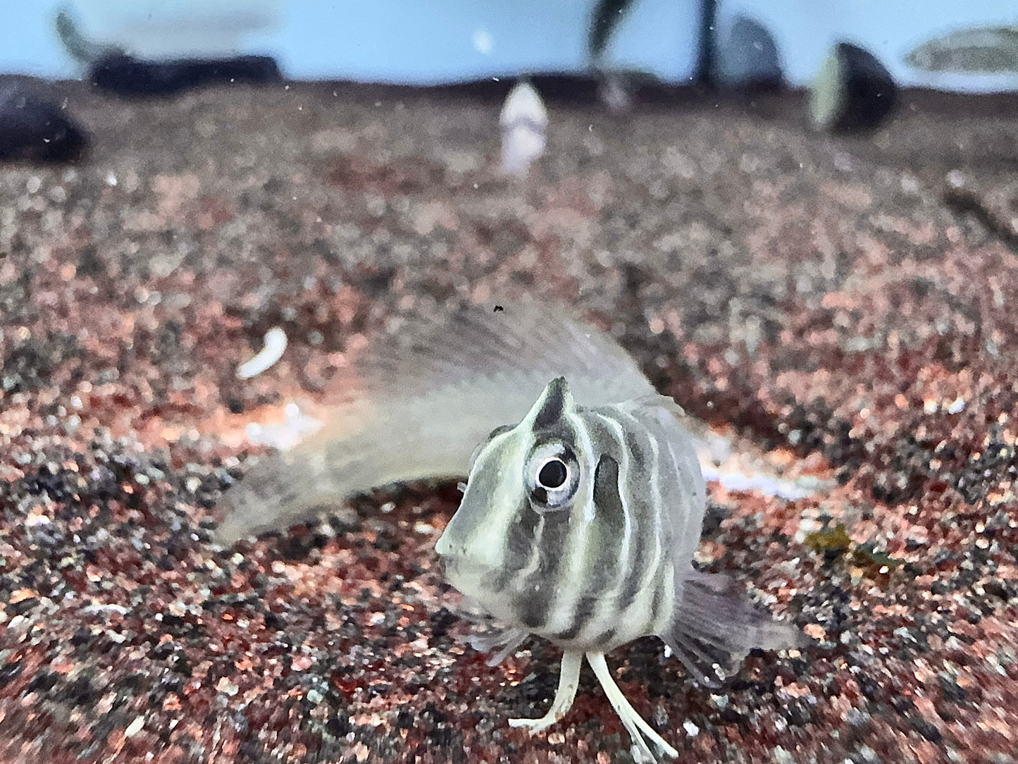 奧特曼青蛙魚