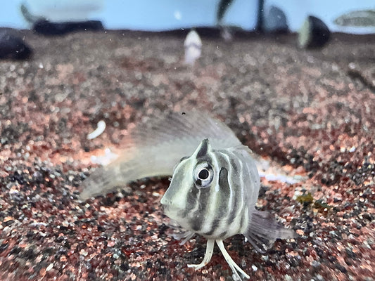 奧特曼青蛙魚