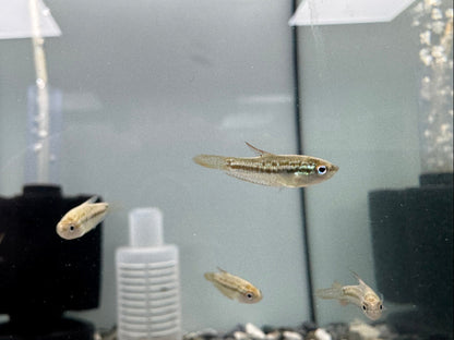 叩叩魚