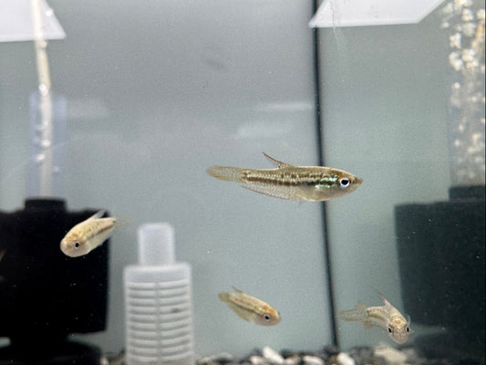 叩叩魚