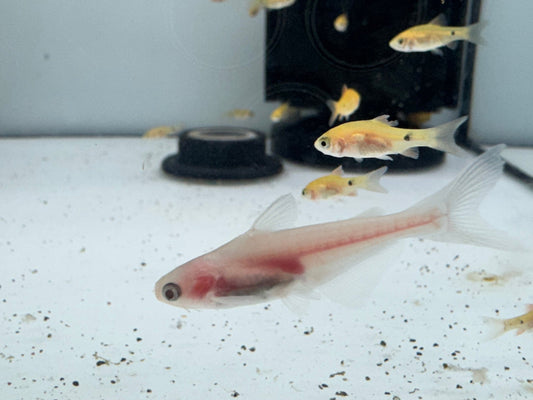 白子虎頭鯊
