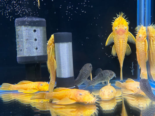 藍眼鬍子(種魚)