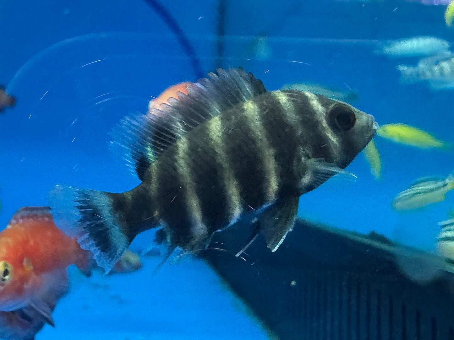 非洲十間