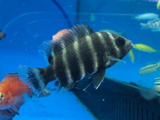 非洲十間