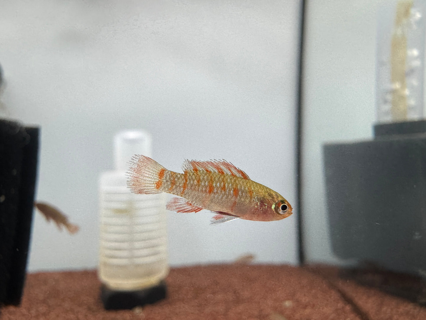 火焰變色龍