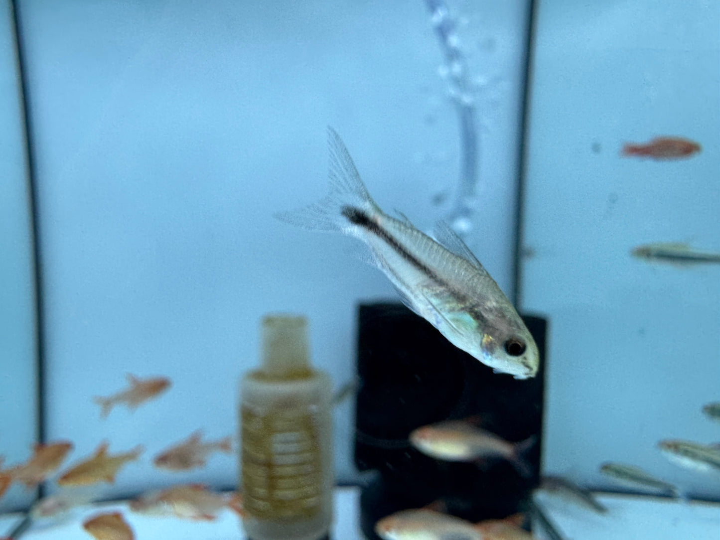 精靈鼠