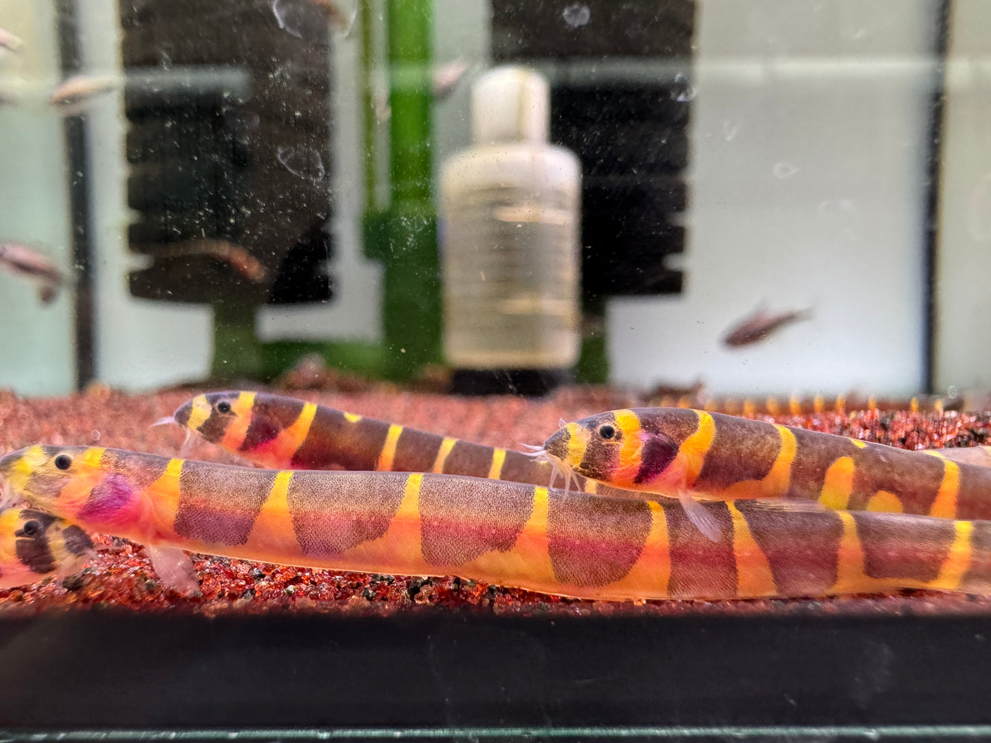 蛇魚