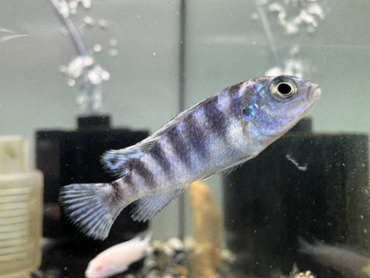 斑馬雀