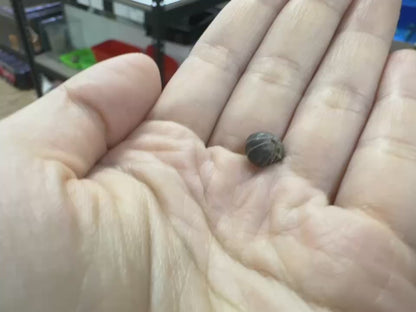 正露丸鼠婦