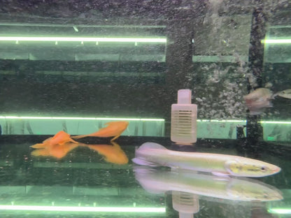 巨骨舌魚
