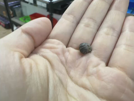 正露丸鼠婦